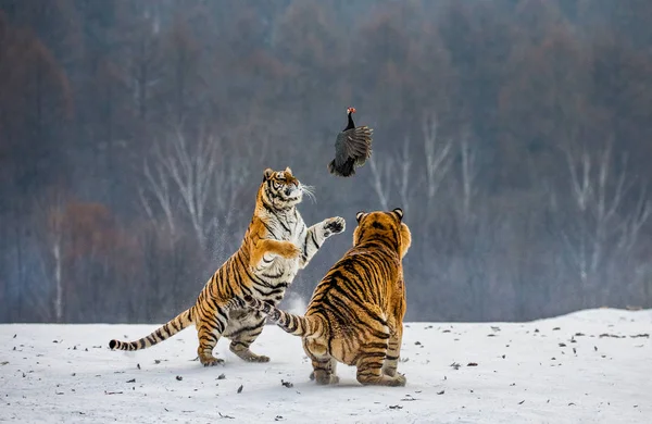 Tigri Siberiane Caccia Uccelli Sul Prato Innevato Della Foresta Invernale — Foto Stock