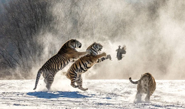 Group Siberian Tigers Hunting Prey Fowl Snowy Meadow Winter Forest — Stock Photo, Image