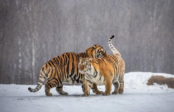 Siberische Tijgers Spelen Besneeuwde Weide Van Winter Bos Siberische Tijger — Stockfoto