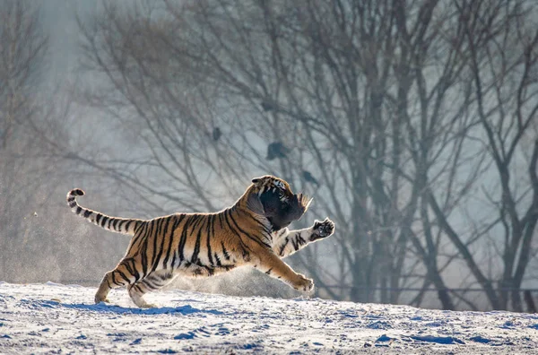 Sibirisk Tiger Att Fånga Byten Höns Vinter Skog Sibirisk Tiger — Stockfoto