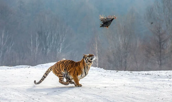 Siberian Tiger Chasing Flying Prey Bird Winter Forest Siberian Tiger — Stock Photo, Image