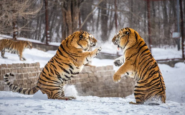 Szibériai Tigris Játszik Havas Glade Szibériai Tigris Park Hengdaohezi Park — Stock Fotó