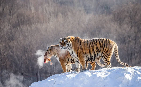 Siberian tigers standing on snow-covered hill with prey, Siberian Tiger Park, Hengdaohezi park, Mudanjiang province, Harbin, China.