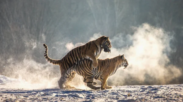 Tigres Siberianos Correndo Lutando Por Presas Prado Nevado Parque Tigre — Fotografia de Stock