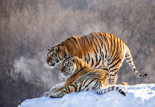 Siberian tigers standing on hill in winter forest, Siberian Tiger Park, Hengdaohezi park, Mudanjiang province, Harbin, China. 