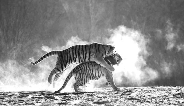 Tigres Siberianos Corriendo Luchando Por Presas Bosque Invierno Blanco Negro —  Fotos de Stock