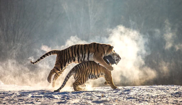 Tigri Siberiane Che Corrono Combattono Preda Prati Innevati Parco Tigre — Foto Stock