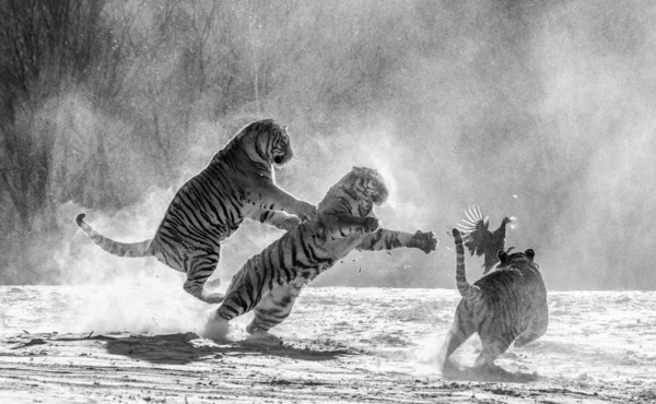 Group of Siberian tigers catching prey bird in snowy glade in black and white, Siberian Tiger Park, Hengdaohezi park, Mudanjiang province, Harbin, China.
