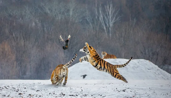 Sibirischer Tiger Fängt Beute Sprung Winterlicher Waldlichtung Sibirischer Tiger Park — Stockfoto