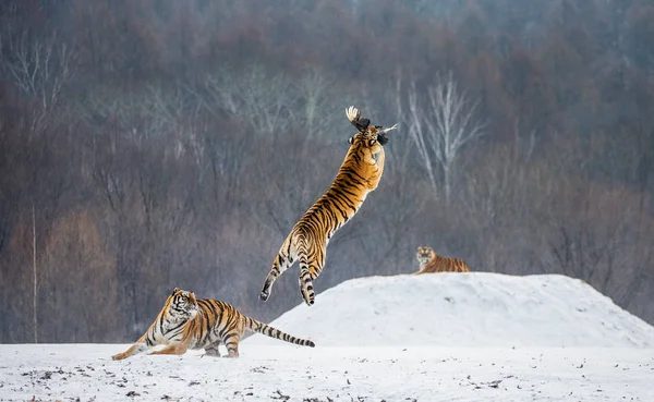 Sibirischer Tiger Fängt Beute Sprung Winterlicher Waldlichtung Sibirischer Tiger Park — Stockfoto