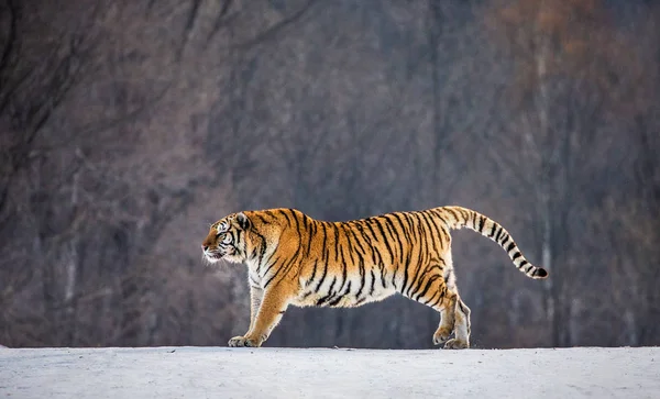 Szibériai Tigris Nyújtás Havas Rét Téli Erdő Szibériai Tigris Park — Stock Fotó