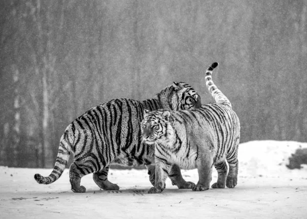 Sibiriska Tigrar Spelar Snöiga Äng Vintern Skog Svart Och Vitt — Stockfoto
