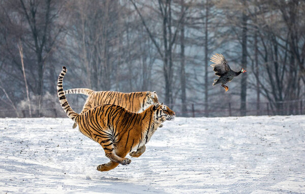 Siberian tigers chasing prey bird on snowy meadow, Siberian Tiger Park, Hengdaohezi park, Mudanjiang province, Harbin, China. 