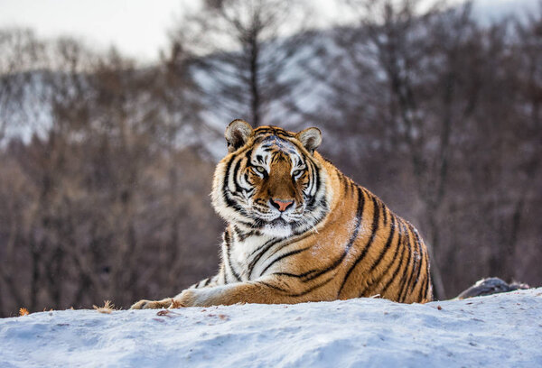 Siberian tiger lying on snow in forest, Siberian Tiger Park, Hengdaohezi park, Mudanjiang province, Harbin, China. 