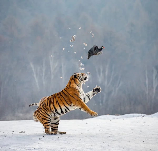 Siberian tiger jumping while catching prey bird in wintry forest, Siberian Tiger Park, Hengdaohezi park, Mudanjiang province, Harbin, China.