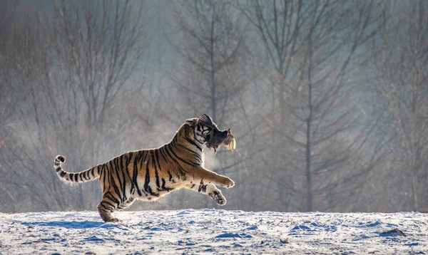 Sibirisk Tiger Att Fånga Byten Höns Vinter Skog Sibirisk Tiger — Stockfoto