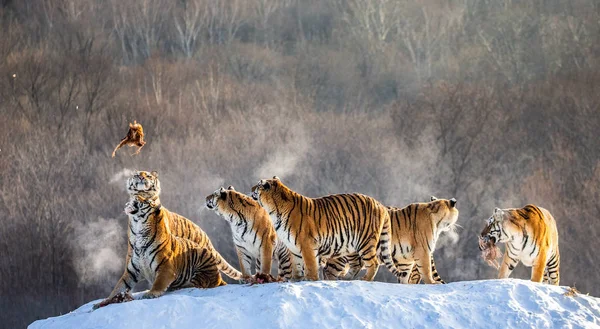 Group of Siberian tigers hunting prey on snowy meadow of winter forest, Siberian Tiger Park, Hengdaohezi park, Mudanjiang province, Harbin, China.