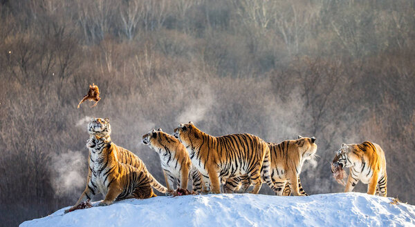 Group of Siberian tigers hunting prey on snowy meadow of winter forest, Siberian Tiger Park, Hengdaohezi park, Mudanjiang province, Harbin, China. 