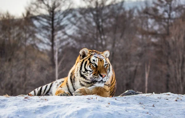 Siberian tiger lying on snow in forest, Siberian Tiger Park, Hengdaohezi park, Mudanjiang province, Harbin, China.