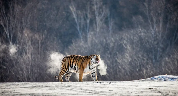 Sibirisk Tiger Gångavstånd Snöiga Glade Moln Ånga Hård Frost Sibirisk — Stockfoto