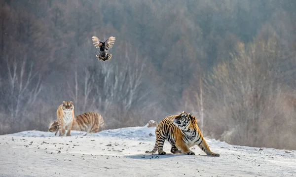 Gruppo Tigri Siberiane Caccia Uccelli Volanti Nella Foresta Invernale Parco — Foto Stock