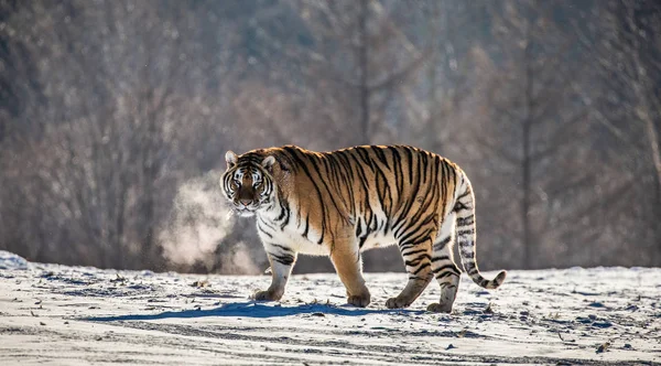 Sibirisk Tiger Gångavstånd Snöiga Glade Moln Ånga Hård Frost Sibirisk — Stockfoto