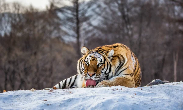 Tigre Siberiano Lamiendo Pieles Nieve Bosque Parque Del Tigre Siberiano —  Fotos de Stock