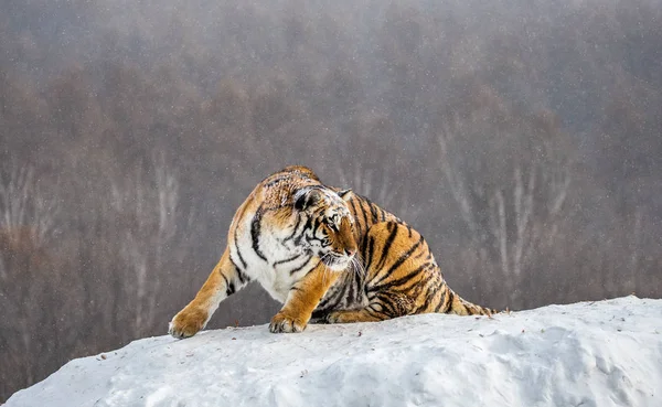 Sibirischer Tiger Auf Verschneitem Waldhügel Sibirischer Tiger Park Hengdaohezi Park — Stockfoto