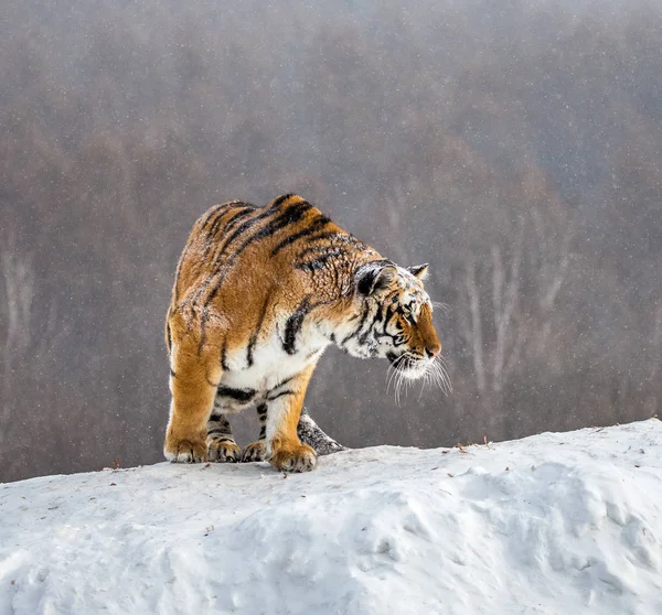 Tigre Siberiana Distogliendo Sguardo Sulla Collina Boschiva Innevata Parco Tigre — Foto Stock