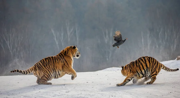 Tigres Siberianos Caçam Aves Caça Clareira Inverno Parque Tigre Siberiano — Fotografia de Stock