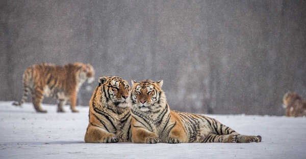 Siberian tigers lying side by side on snowy meadow of winter forest, Siberian Tiger Park, Hengdaohezi park, Mudanjiang province, Harbin, China. 