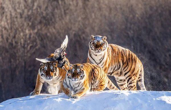 Tigres Siberianos Clareira Inverno Capturando Presas Aves Parque Tigre Siberiano — Fotografia de Stock