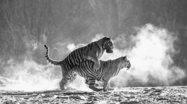 Siberian tigers running and fighting for prey in winter forest in black and white, Siberian Tiger Park, Hengdaohezi park, Mudanjiang province, Harbin, China. 
