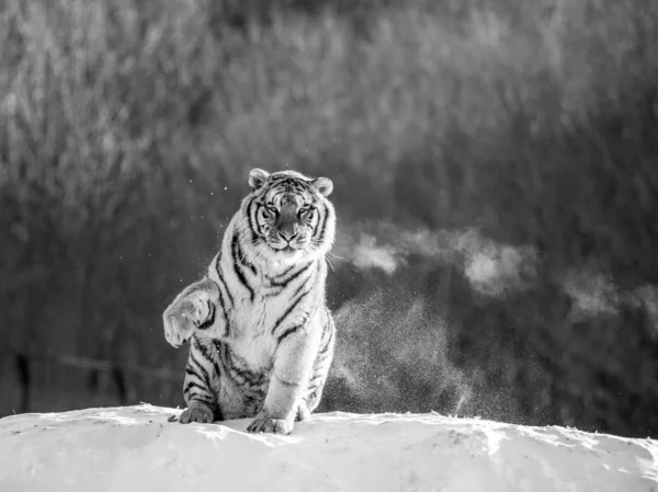 Sibirischer Tiger Sitzt Auf Schneebedeckter Wiese Schwarz Weiß Sibirischer Tiger — Stockfoto