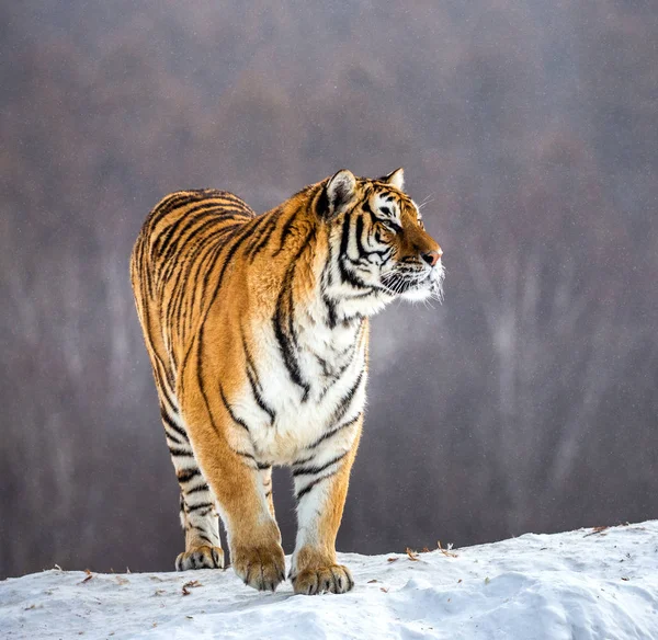 Sibirischer Tiger Der Auf Einer Verschneiten Wiese Winterwald Steht Sibirischer — Stockfoto