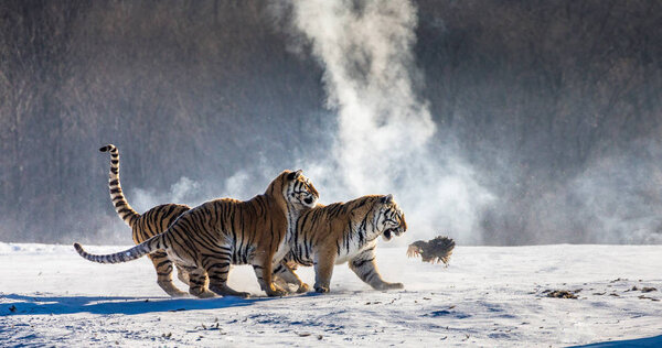 Group of Siberian tigers hunting on fowl in snowy glade, Siberian Tiger Park, Hengdaohezi park, Mudanjiang province, Harbin, China. 