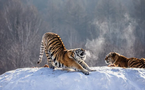 Siberian tiger stretching while standing on snowy meadow in forest, Siberian Tiger Park, Hengdaohezi park, Mudanjiang province, Harbin, China.