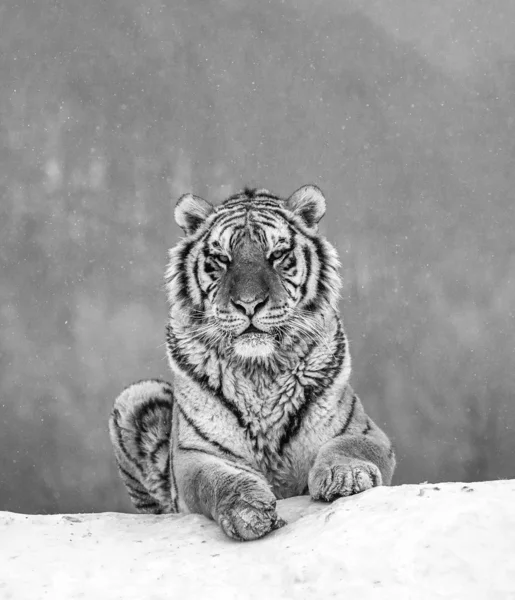 Wunderschöne Sibirische Liegen Auf Schnee Schwarz Und Weiß Sibirische Tiger — Stockfoto