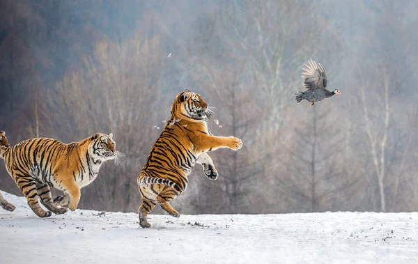 Τίγρεις Της Σιβηρίας Κυνήγι Πτηνών Χιονισμένο Λιβάδι Του Χειμώνα Δάσος — Φωτογραφία Αρχείου