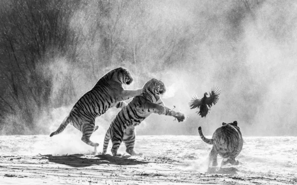 Grupo Tigres Siberianos Capturando Aves Rapaces Claro Nevado Blanco Negro — Foto de Stock