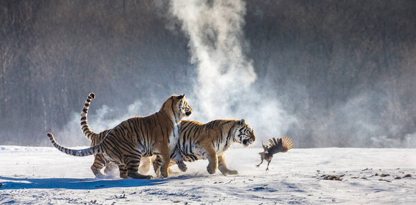 Group of Siberian tigers hunting on fowl in snowy glade, Siberian Tiger Park, Hengdaohezi park, Mudanjiang province, Harbin, China. 