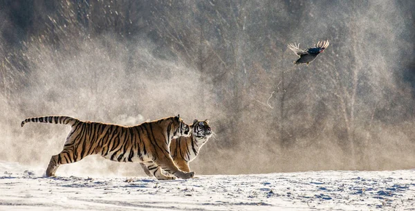 Dos Tigres Siberianos Corriendo Prados Nevados Cazando Aves Rapaces Parque —  Fotos de Stock