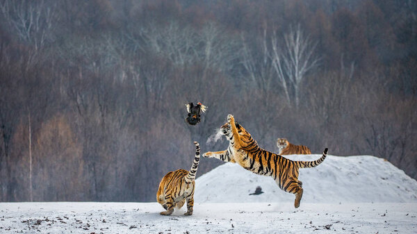 Siberian tiger on snowy meadow of winter forest, Siberian Tiger Park, Hengdaohezi park, Mudanjiang province, Harbin, China. 