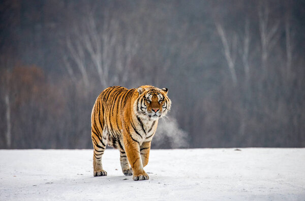 Siberian tiger on snowy meadow of winter forest, Siberian Tiger Park, Hengdaohezi park, Mudanjiang province, Harbin, China. 