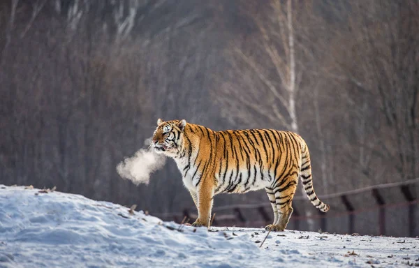 Σιβηρική Τίγρη Στο Χιονισμένο Λιβάδι Του Χειμώνα Δάσος Σιβηρική Τίγρη — Φωτογραφία Αρχείου