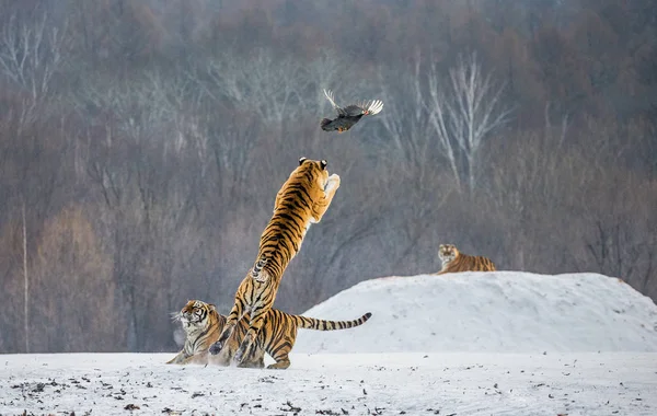 Siberian tiger catching prey in jump in wintry forest glade, Siberian Tiger Park, Hengdaohezi park, Mudanjiang province, Harbin, China.