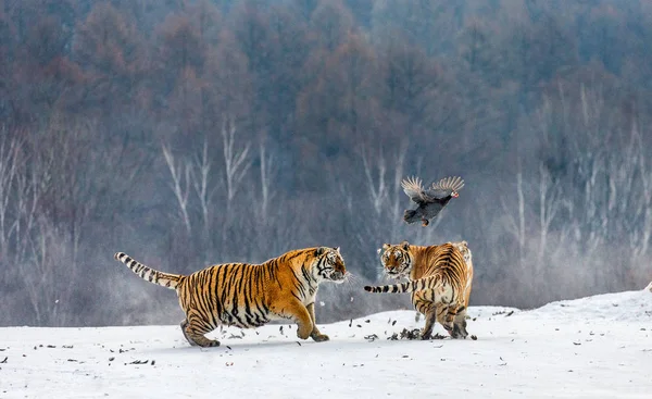 Сибірські Тигри Полювання Фаул Snowy Луг Зими Сибірський Тигр Парку — стокове фото
