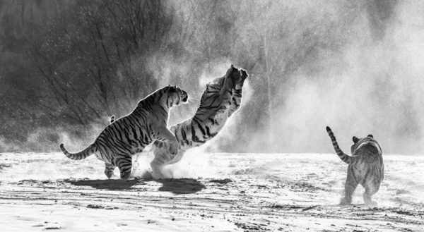 Group of Siberian tigers hunting on prey fowl on snowy meadow of winter forest in black and white, Siberian Tiger Park, Hengdaohezi park, Mudanjiang province, Harbin, China.