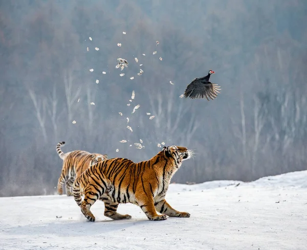 Sibiriska Tigrar Jakt Offer Fågel Snöiga Äng Sibirisk Tiger Park — Stockfoto