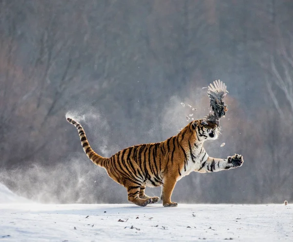 Sibirisk Tiger Fånga Spelet Höns Snöiga Glade Sibirisk Tiger Park — Stockfoto